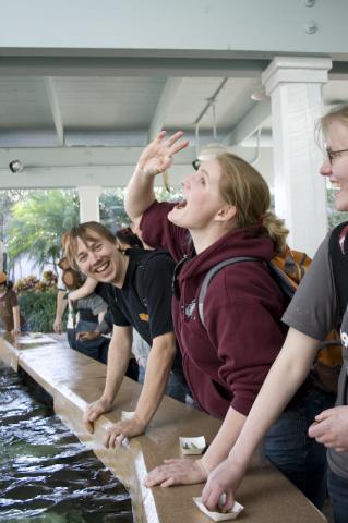 feeding stingrays