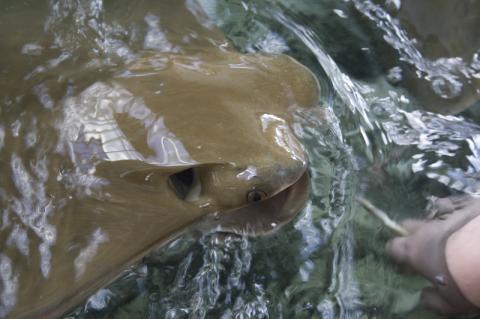 stingray at seaworld orlando