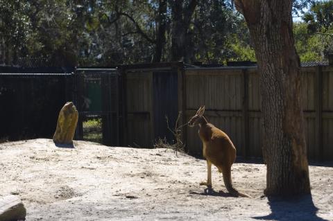 Kangaroo in Sanford Zoo