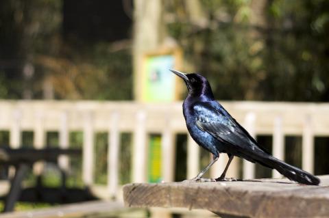 Bird in Sanford Zoo