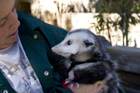 Virginia Possum in Sanford Zoo