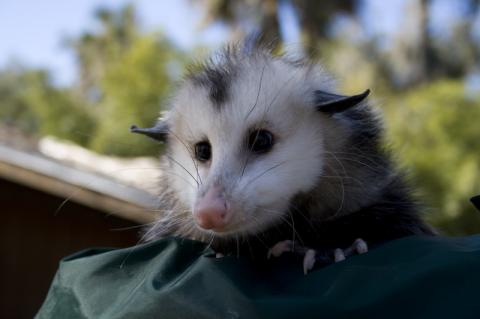 Virginia Possum in Sanford Zoo