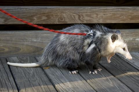 Virginia Possum in Sanford Zoo