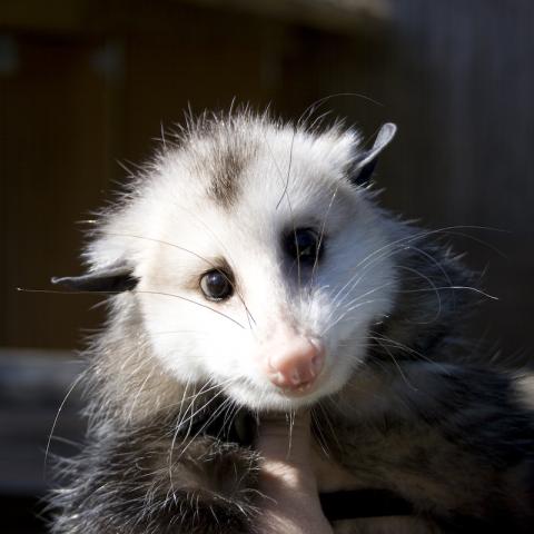 Virginia Possum in Sanford Zoo