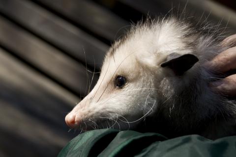 Virginia Possum in Sanford Zoo