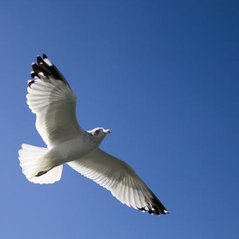 Seagull at Magic Kingdom