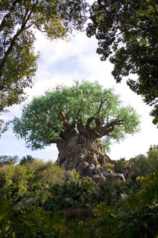 Tree of life in Animal Kingdom