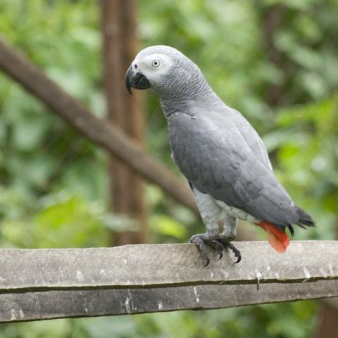 Parrot in Limbe Wildlife Centre
