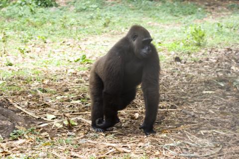 Gorilla in Limbe Wildlife Centre