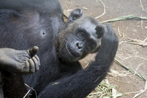 Chimpanzee in Limbe Wildlife Centre