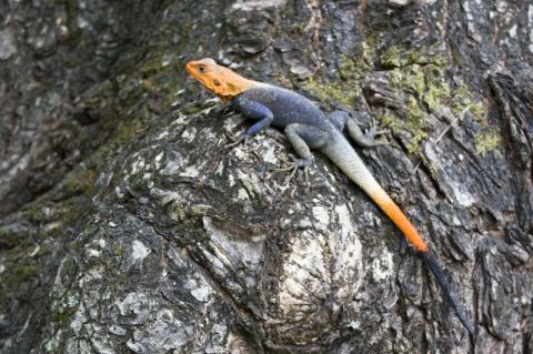 Lizard in Limbe Wildlife Centre