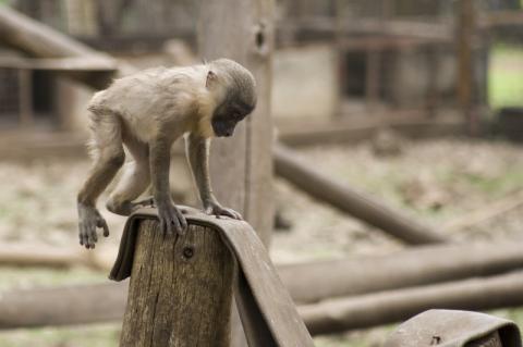 Monkey in Limbe Wildlife Centre