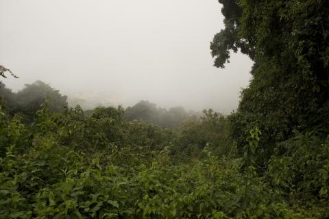 Forest of Mount Cameroon