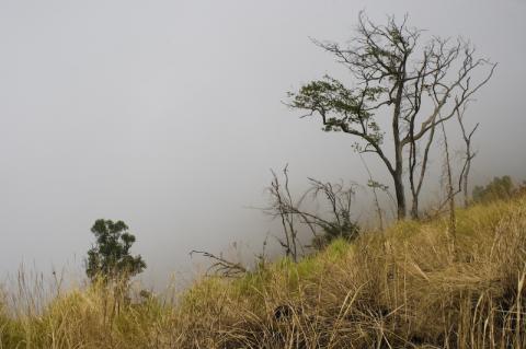 Mount Cameroon