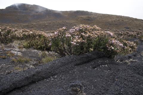 Mount Cameroon