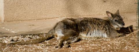 Parma Wallaby in Vienna Zoo