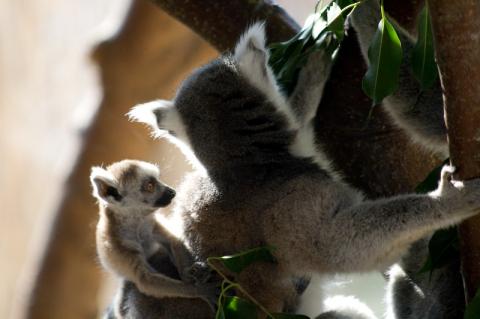 Baby Lemur in Vienna Zoo (SchÃ¶nbrunn)
