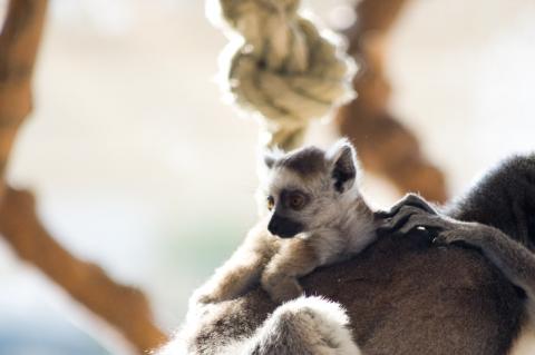 Baby Lemur in Vienna Zoo (SchÃ¶nbrunn)