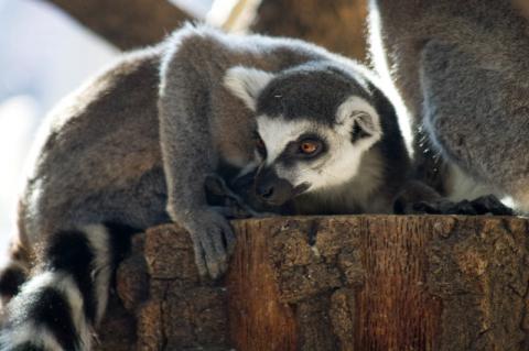 Lemur in Vienna Zoo