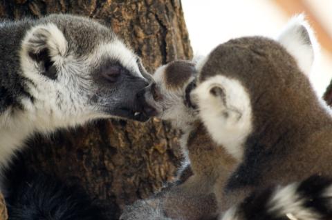 Baby Lemur in Vienna Zoo (SchÃ¶nbrunn)