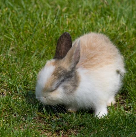 Cute Bunny in the SchÃ¶nbrunn Zoo in Vienna