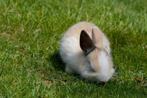 Cute Bunny in the SchÃ¶nbrunn Zoo in Vienna