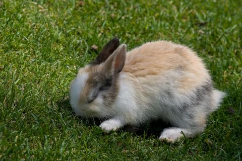 Cute Bunny in the SchÃ¶nbrunn Zoo in Vienna