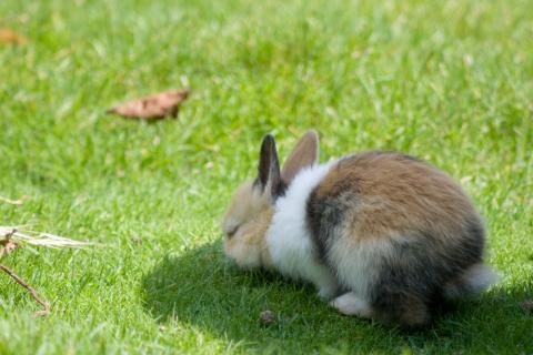 Cute Bunny in the SchÃ¶nbrunn Zoo in Vienna