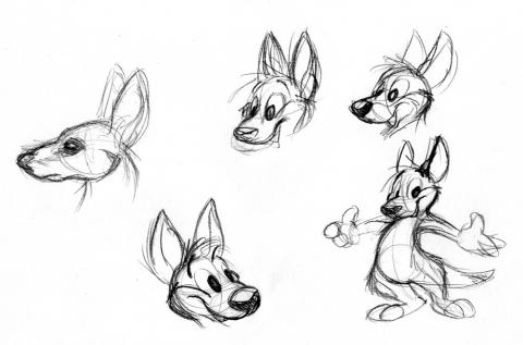 Kangaroo drawings