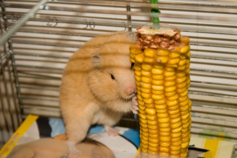 Hamster with Corn on the Cob