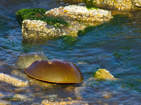 There were also some horseshoe crabs watching! (Poto by Henrieke)