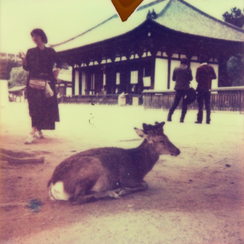 A deer in Nara on Polaroid