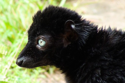Male blue-eyed lemur at Apenheul
