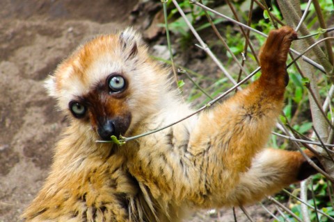 Female blue-eyed lemur at Apenheul