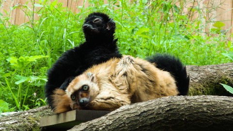 Blue-eyed lemurs at Apenheul