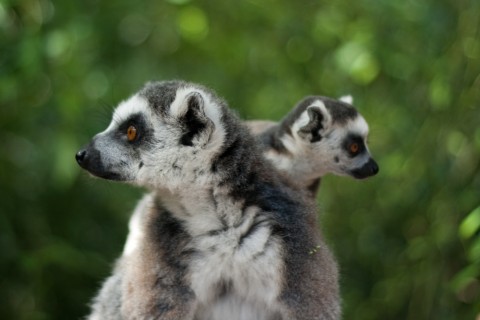 Ring-tailed Lemur awith baby at Apenheul