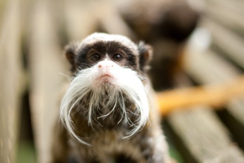 Emperor Tamarin at Apenheul