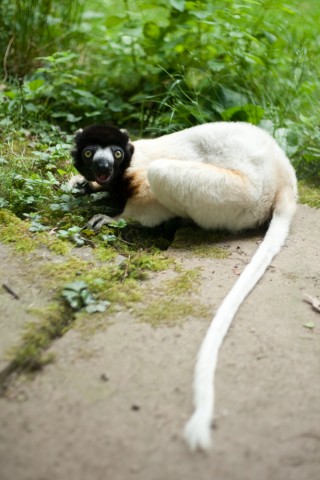 Sifaka at Apenheul