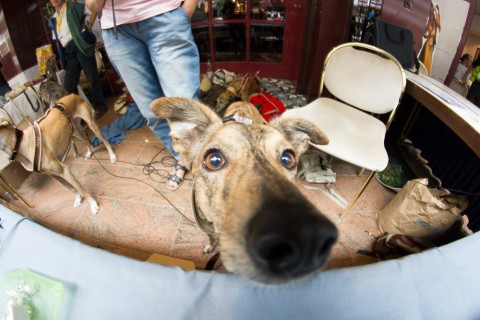 IMG_5906 A galgo from the charity booth.