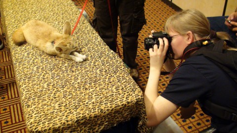 Henrieke, pointing her camera at a fennec.