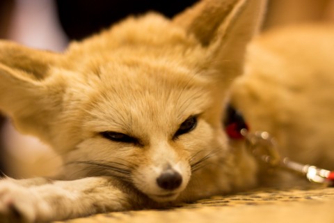 Fennex Fox.