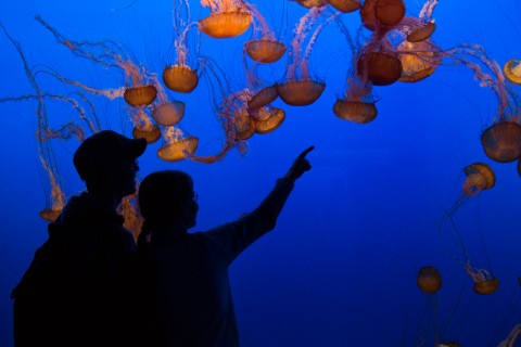 More jellyfish.