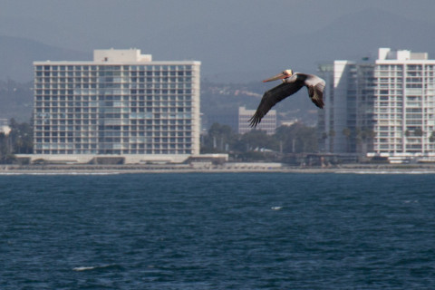 A pelican in front of San Diego.