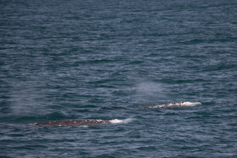 We saw whales!