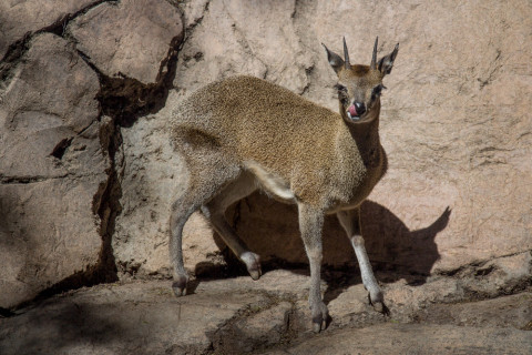 A klipspringer.