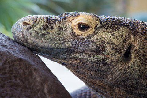 A komodo dragon.