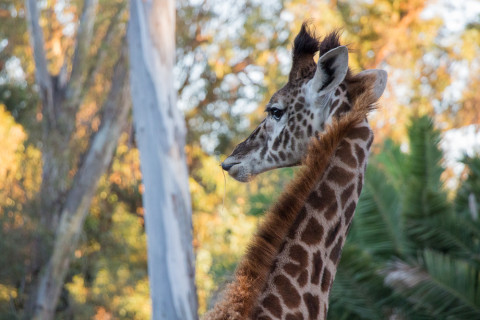 A Masai Giraffe.
