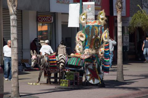 A Zebra which is totally not a donkey with stripes painted on.