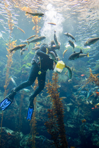 A pretty impressive kelp tank