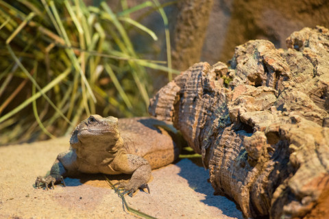 They also had reptiles, bats, and other small animals native to California.